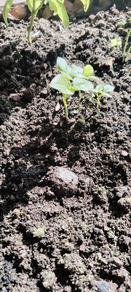 La misma bomba de semillas en la tierra, con brotes verdes germinando alrededor.